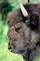 bison des bois